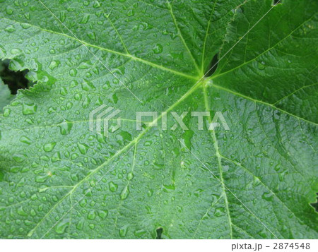 雨上がりの葉 2874548