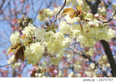 鬱金桜 鬱金桜 2874797