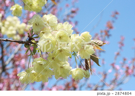 鬱金桜 鬱金桜 2874804