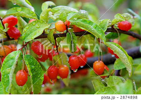 雨上がりのシットリ濡れた濃いオレンジ色のグミの実と水滴 2874898