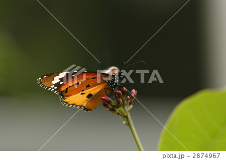 カバマダラ カバマダラ 2874967