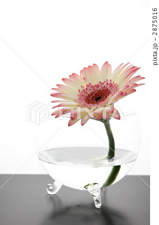 ガーベラ/カラット一輪ざし ガーベラ/カラット一輪ざし 2875016