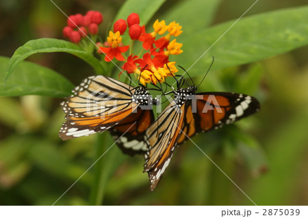トウワタで吸蜜するスジグロカバマダラ２匹 2875039
