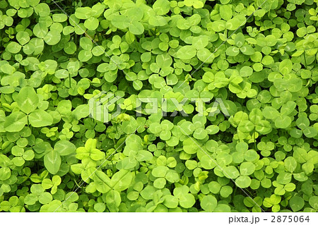 クローバー畑 2875064