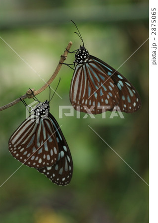リュウキュウアサギマダラ2匹 リュウキュウアサギマダラ2匹 2875065