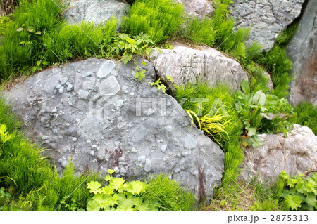 大きな庭石の間から生えている草 2875313