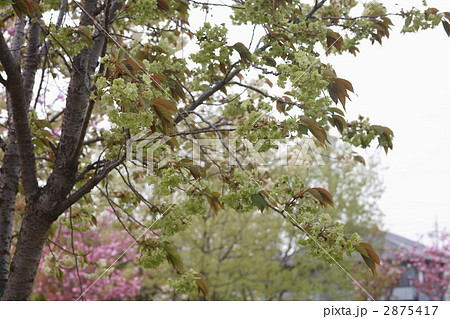 御衣黄桜 御衣黄桜 2875417