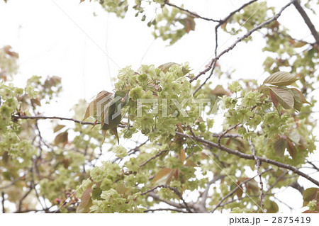 御衣黄桜 2875419