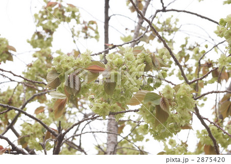 御衣黄桜 2875420