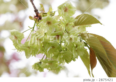 御衣黄桜 2875421