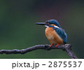 かわいいカワセミ 2875537