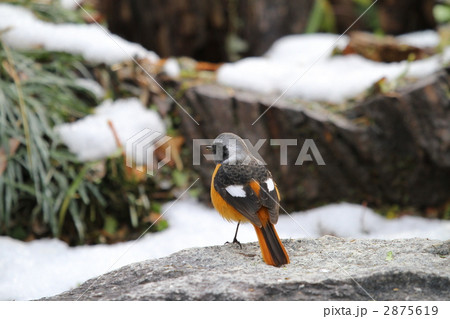 ジョウビタキ 2875619