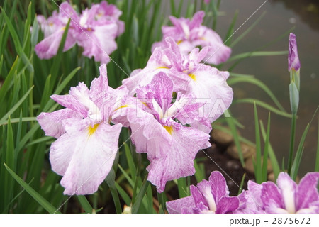 花菖蒲 2875672
