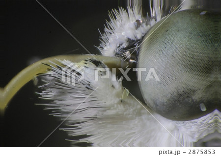 モンシロチョウの複眼 2875853