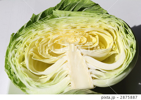 キャベツ 2875887