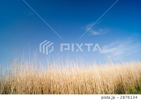 生石高原のススキ 生石高原のススキ 2876134