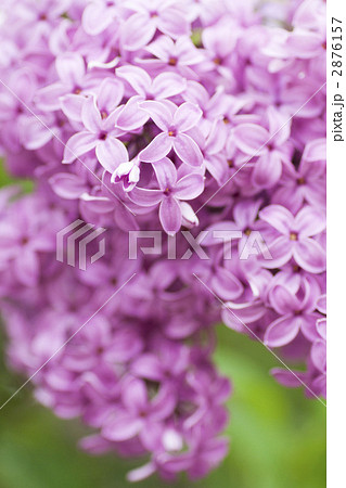 ピンク色のライラック ピンク色のライラック 2876157