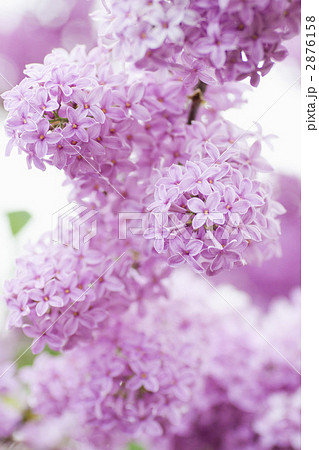 ピンク色のライラック ピンク色のライラック 2876158