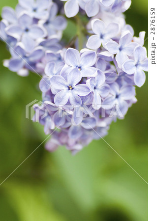 ラッキーライラック ラッキーライラック 2876159