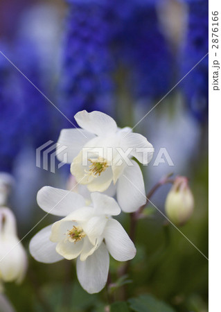 ミヤマオダマキ（白花） 2876166