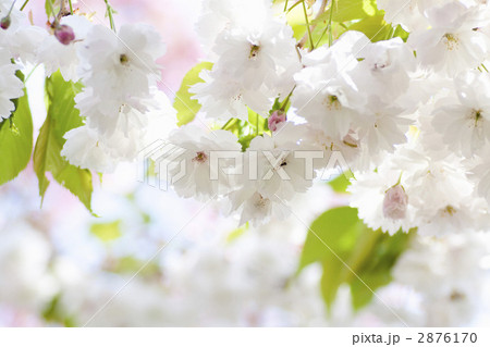 普賢像桜 2876170