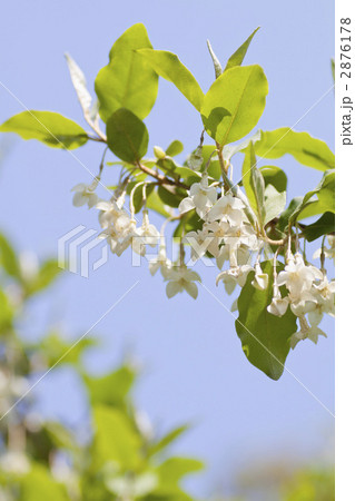 夏グミの花. 2876178