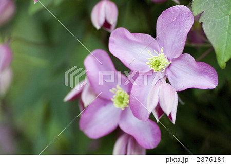 クレマチス クレマチス 2876184