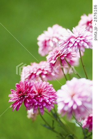ピンク色のマーガレット. 2876186