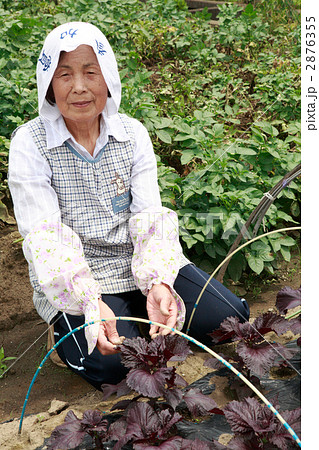 野菜畑とシニア女性 野菜畑とシニア女性 2876355