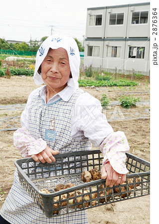 じゃがいもとシニア女性 2876364