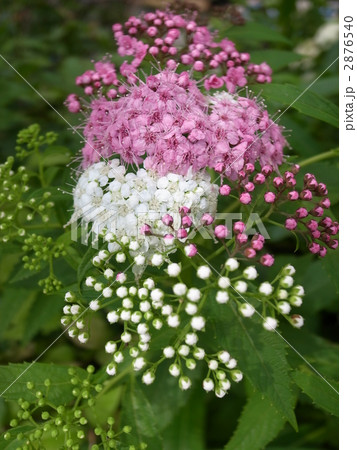 シモツケ 2876540