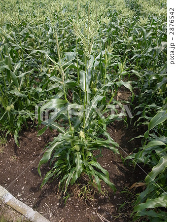 トウモロコシ畑 2876542