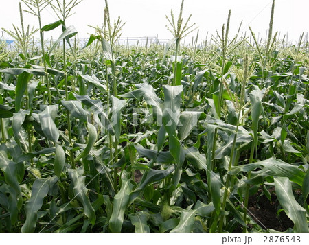 トウモロコシ畑 2876543