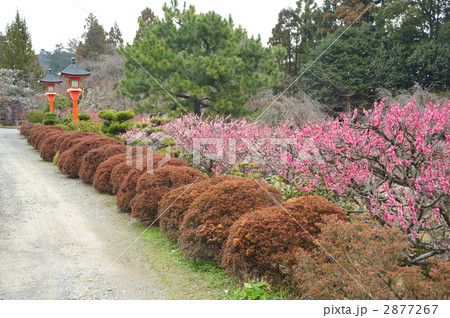 京都　正法寺の梅 2877267