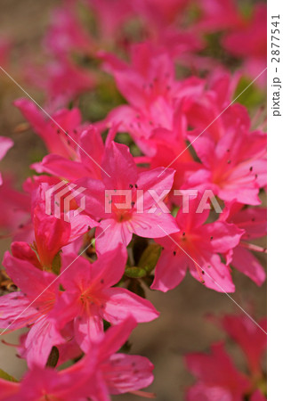 ツツジ ツツジ 2877541