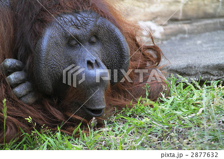 変な顔のオランウータン１の写真素材