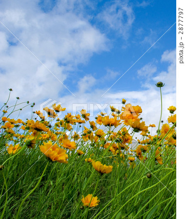 金鶏菊 金鶏菊 2877797