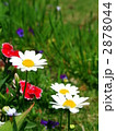 可愛らしく咲くマーガレット 2878044