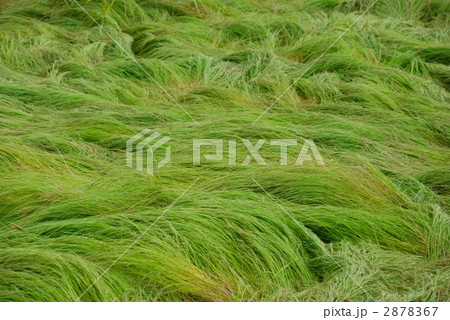 波うつ草 波うつ草 2878367