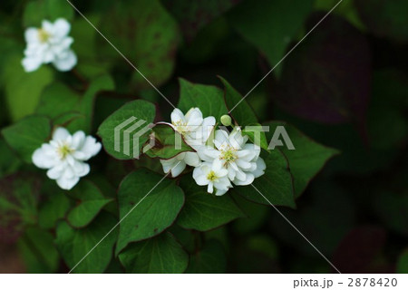 八重咲きのドクダミの花・横位置 2878420