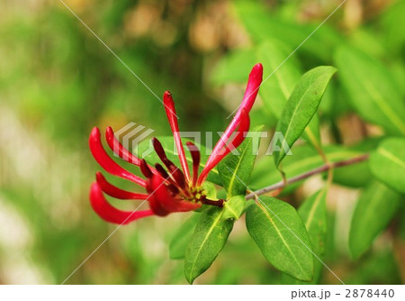 スイカズラの赤い蕾・横位置 2878440