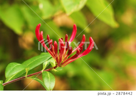 スイカズラの赤い蕾・横位置 スイカズラの赤い蕾・横位置 2878442