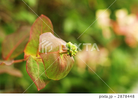 スイカズラの青い実・横位置 2878448