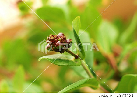 スイカズラの実・横位置 2878451