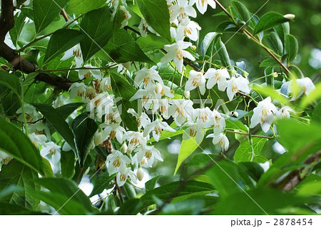 エゴノキの白い花・横位置 エゴノキの白い花・横位置 2878454