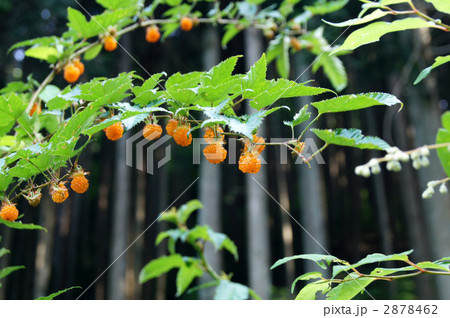 キイチゴ_02 2878462