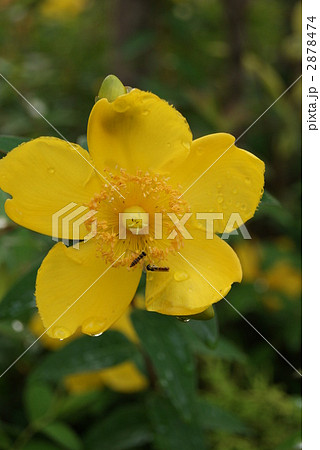 梅雨に洗われた金糸梅の花・縦位置 梅雨に洗われた金糸梅の花・縦位置 2878474