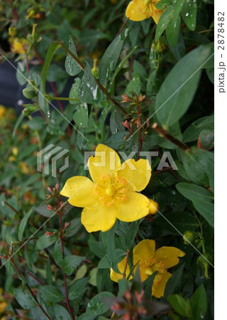 梅雨に洗われた金糸梅の花・横位置 2878482