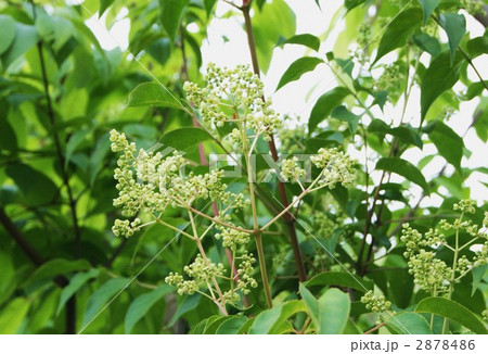 ゴンズイの白い花・横位置 2878486