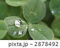雫とクローバー 2878492